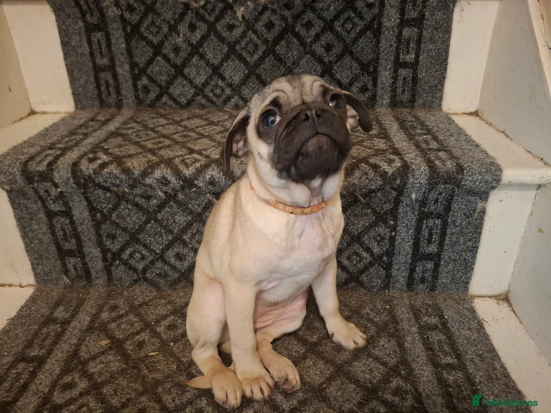 Pug dogs for sale: Lovely pug pups for sale - Advert 12