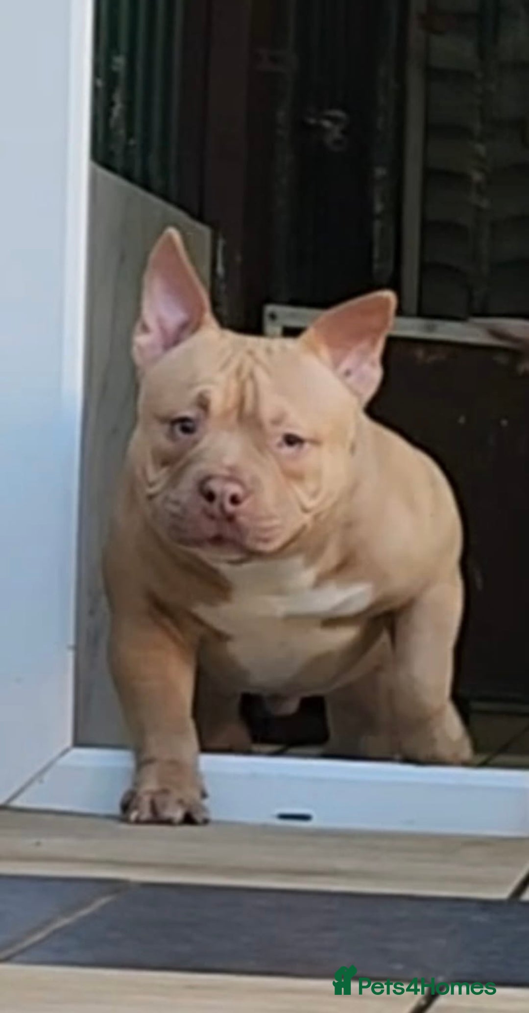 American Bully dogs for sale: American Bully Pocket Extreme Male  - Advert 5