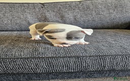 Staffordshire Bull Terrier dogs for sale: Blue&white and white&blue staffie pups - Image 8