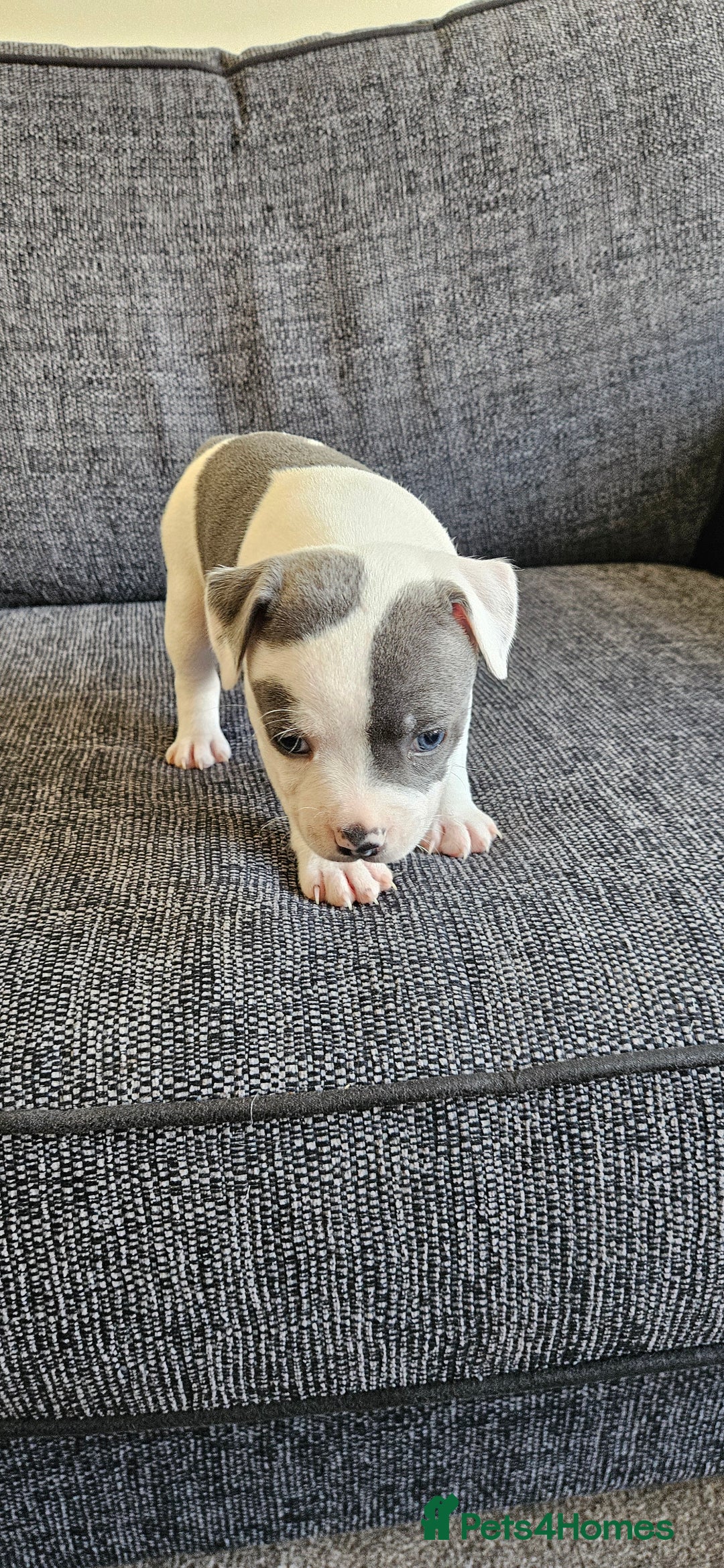 Staffordshire Bull Terrier dogs for sale: Blue&white and white&blue staffie pups - Image 8