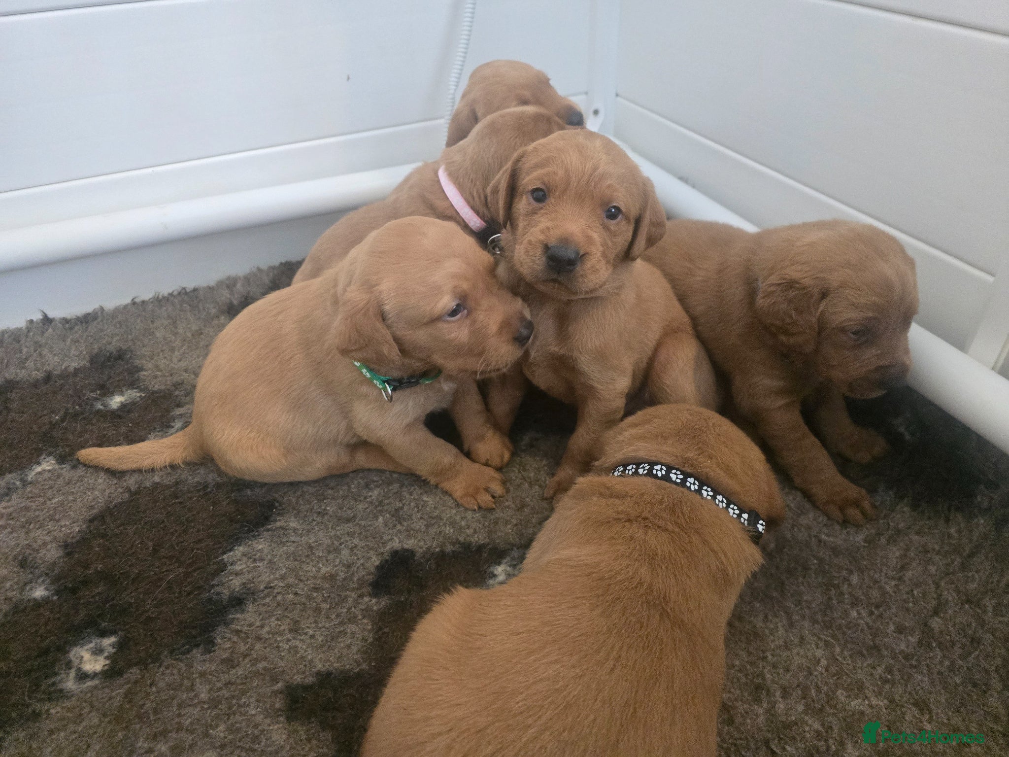 Labrador Retriever dogs Stunning KC registered Labrador puppies - Advert 1