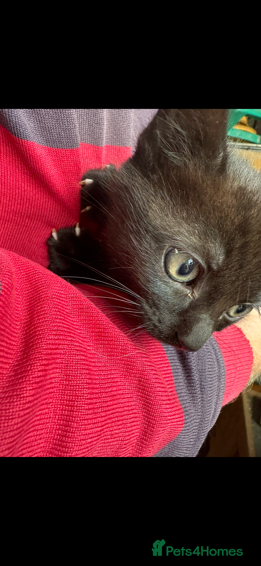 British Shorthair cats for sale: Beautiful kittens for sale  - Image 5