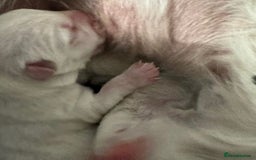 West Highland Terrier dogs for sale: Traditional Pedigree West Highland Terrier Pups  - Image 8