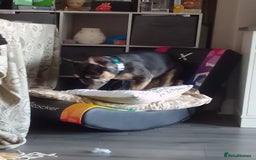 French Bulldog dogs for sale: Loki   - Image 2