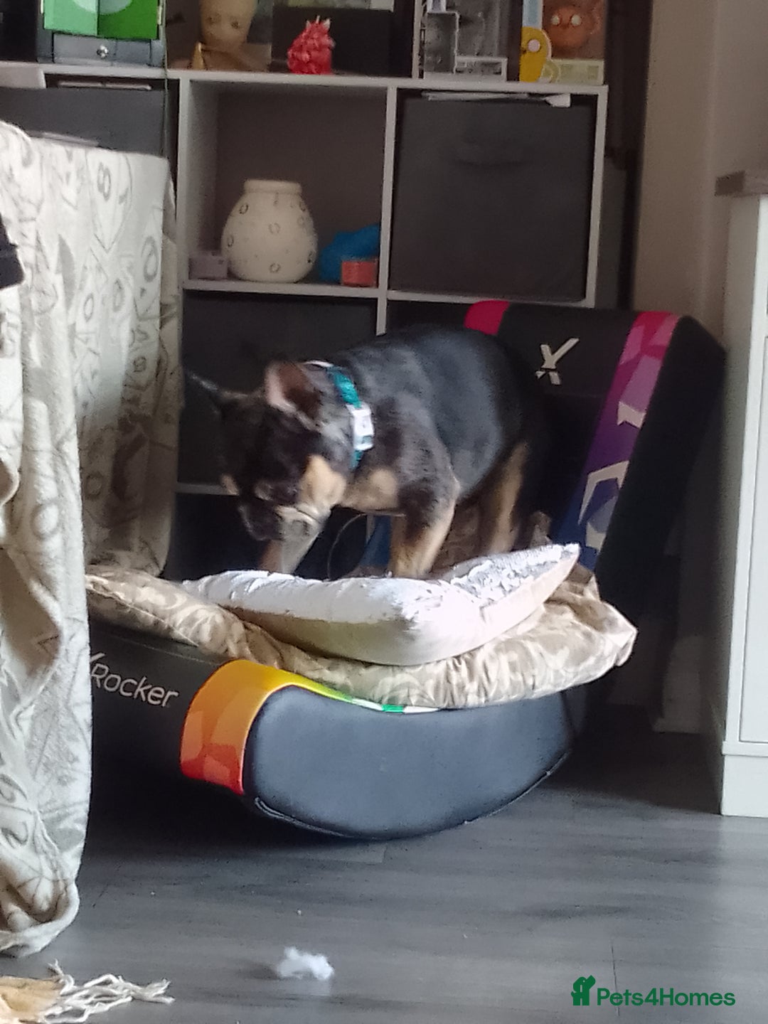 French Bulldog dogs for sale: Loki   - Image 2