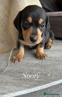 Miniature Dachshund dogs ⭐️⭐️Long & Short Haired Mini Dachshund Pups 🩷 - Advert 6