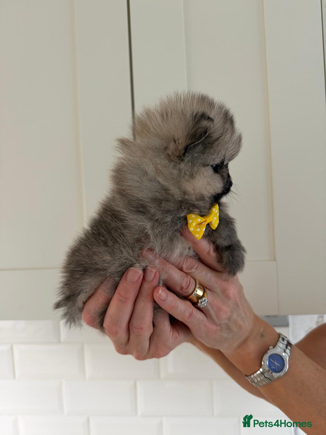 Pomeranian dogs for sale: 4 beautiful Pomeranians available for reservation - Advert 13