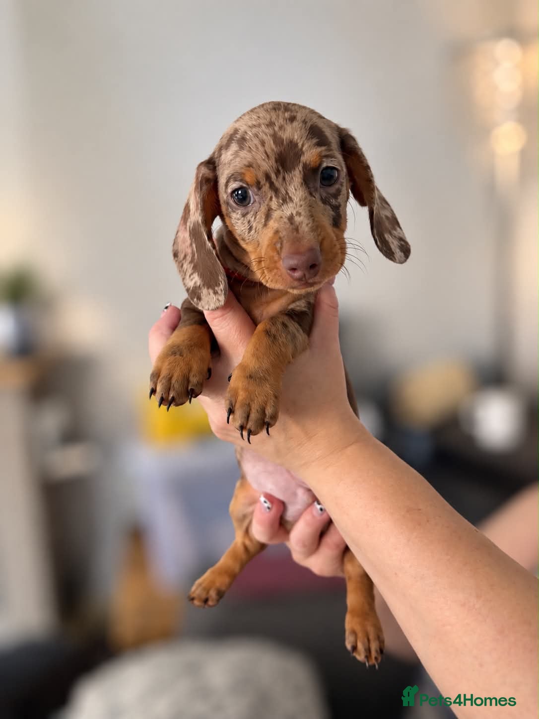 Miniature Dachshund dogs Beautiful miniature dachshund puppies  - Advert 1