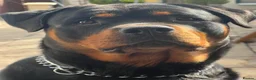 Rottweiler dogs for sale: Rottweiler Puppies Non KC Registered Litter in Gaerwen - Advert 12