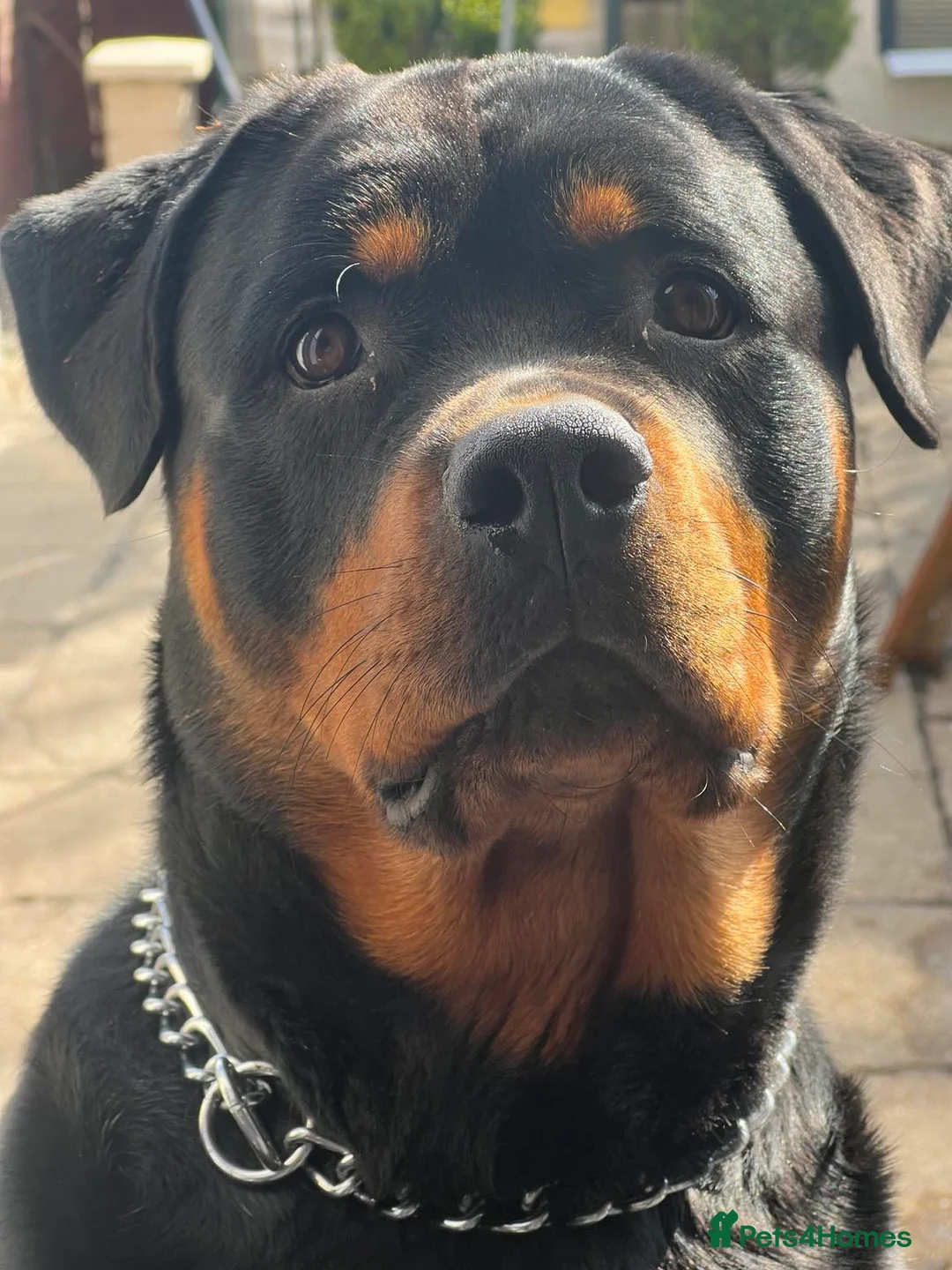 Rottweiler dogs for sale: Rottweiler Puppies Non KC Registered Litter in Gaerwen - Advert 12