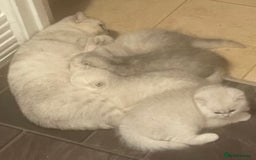 British Shorthair cats for sale: Beautiful Black Tipped BSH kittens - Image 3