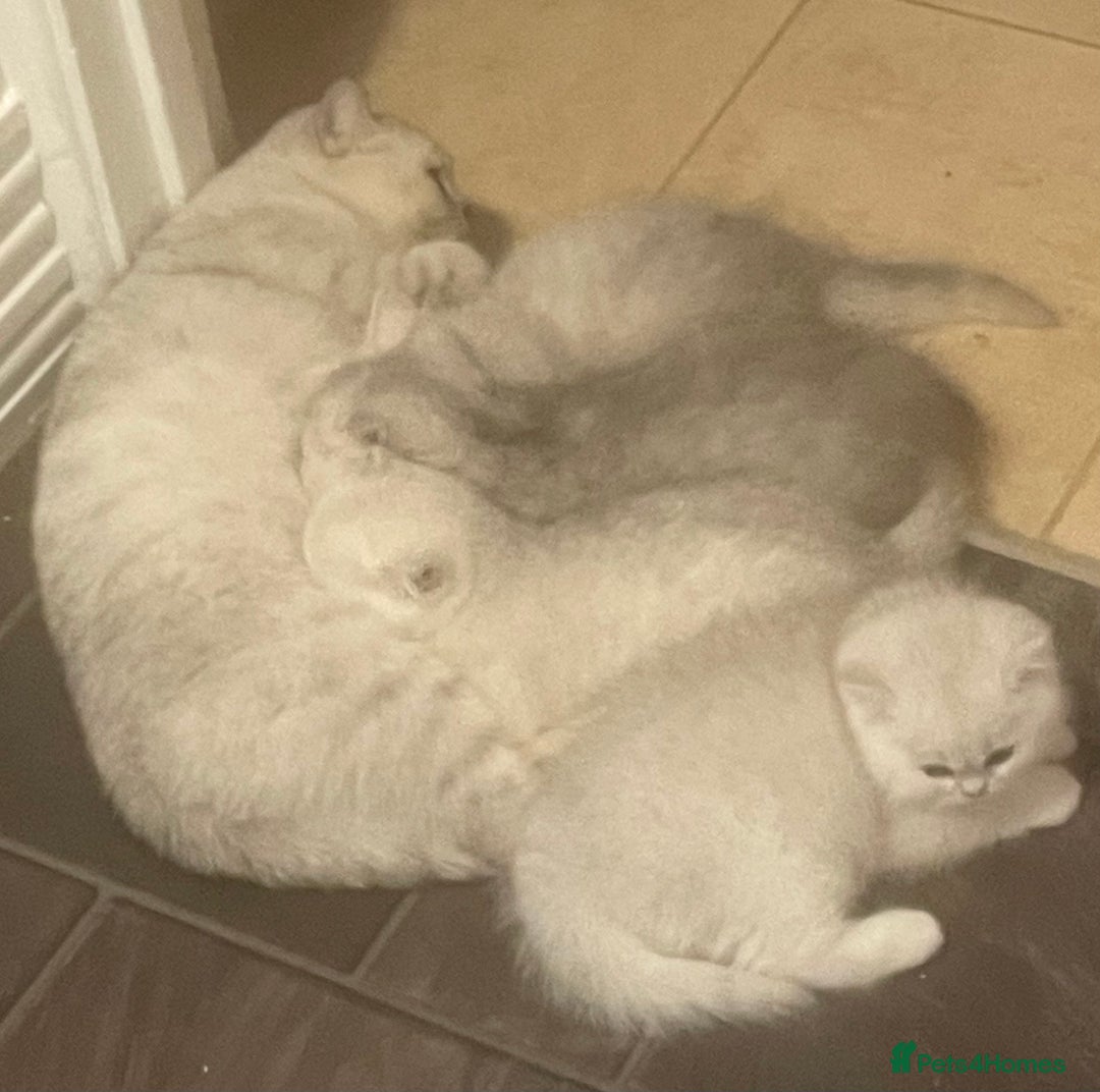 British Shorthair cats for sale: Beautiful Black Tipped BSH kittens - Image 3