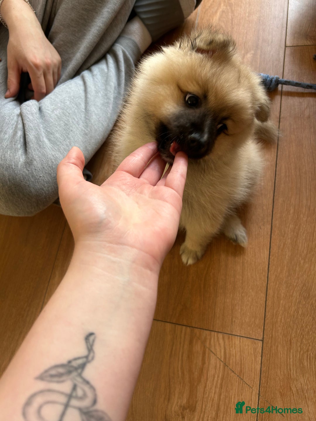 Pomeranian dogs for sale: Pomeranian boy for sale  - Advert 2