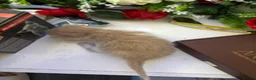 Mixed Breed cats for sale: 6 Adorable Male Kittens – 2 Ginger & 4 Beige - Advert 10