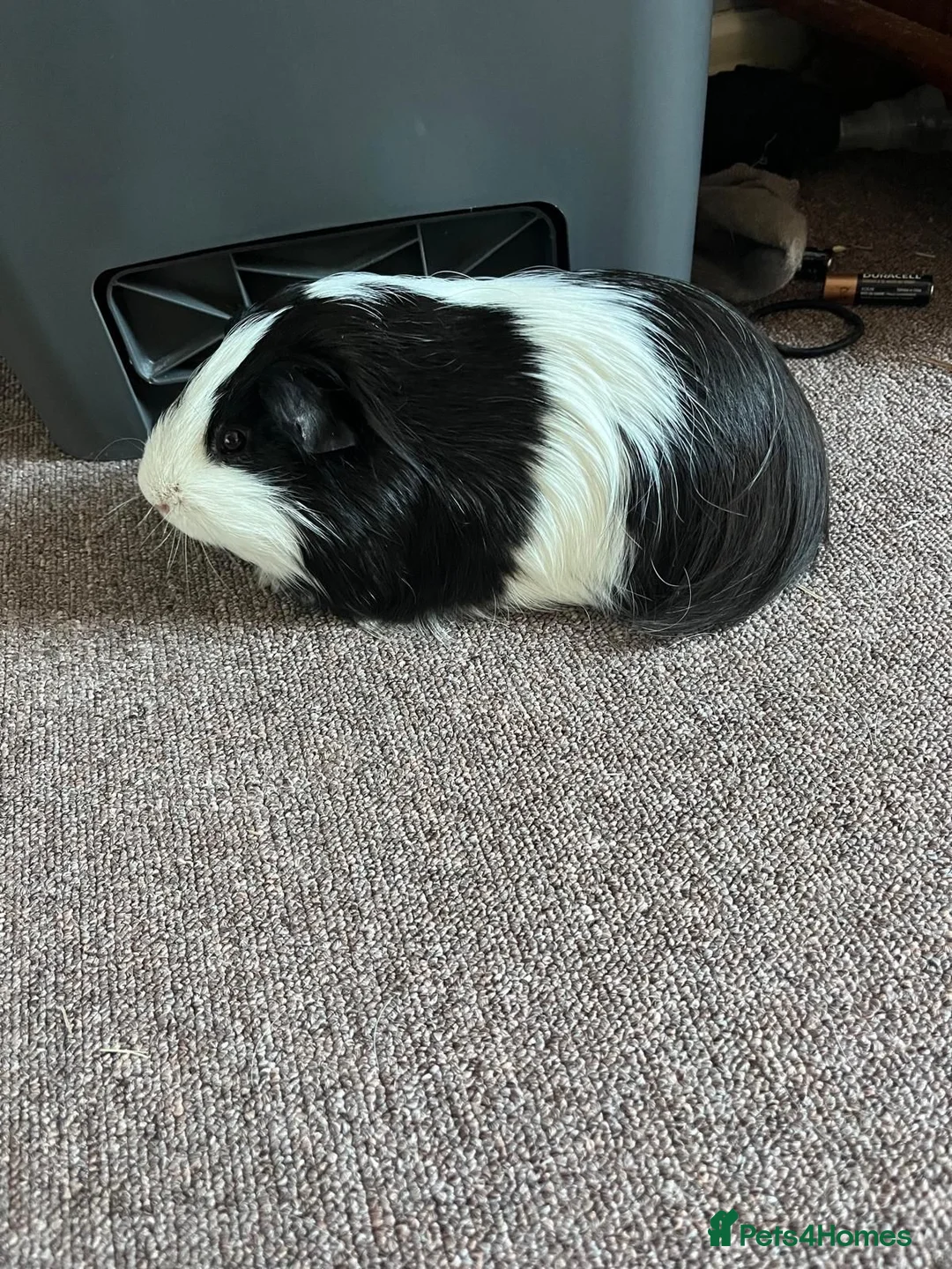 Guinea Pig rodents for sale: Male Guinea pig in Matlock - Advert 3