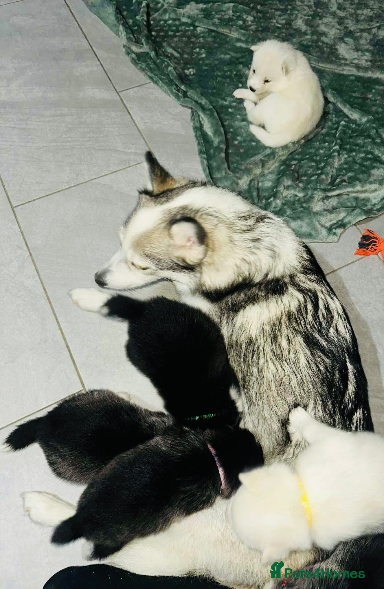 Pomsky dogs READY NOW FOR NEW HOME F4 PUPPY POMSKY  - Advert 4