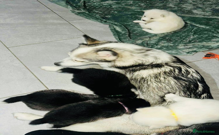 Pomsky dogs Pomsky Puppy - Advert 6