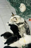 Pomsky dogs Pomsky Puppy - Advert 2