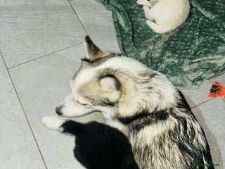 Pomsky dogs Pomsky Puppy - Advert 5