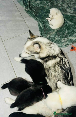 Pomsky dogs Pomsky Puppy - Advert 3