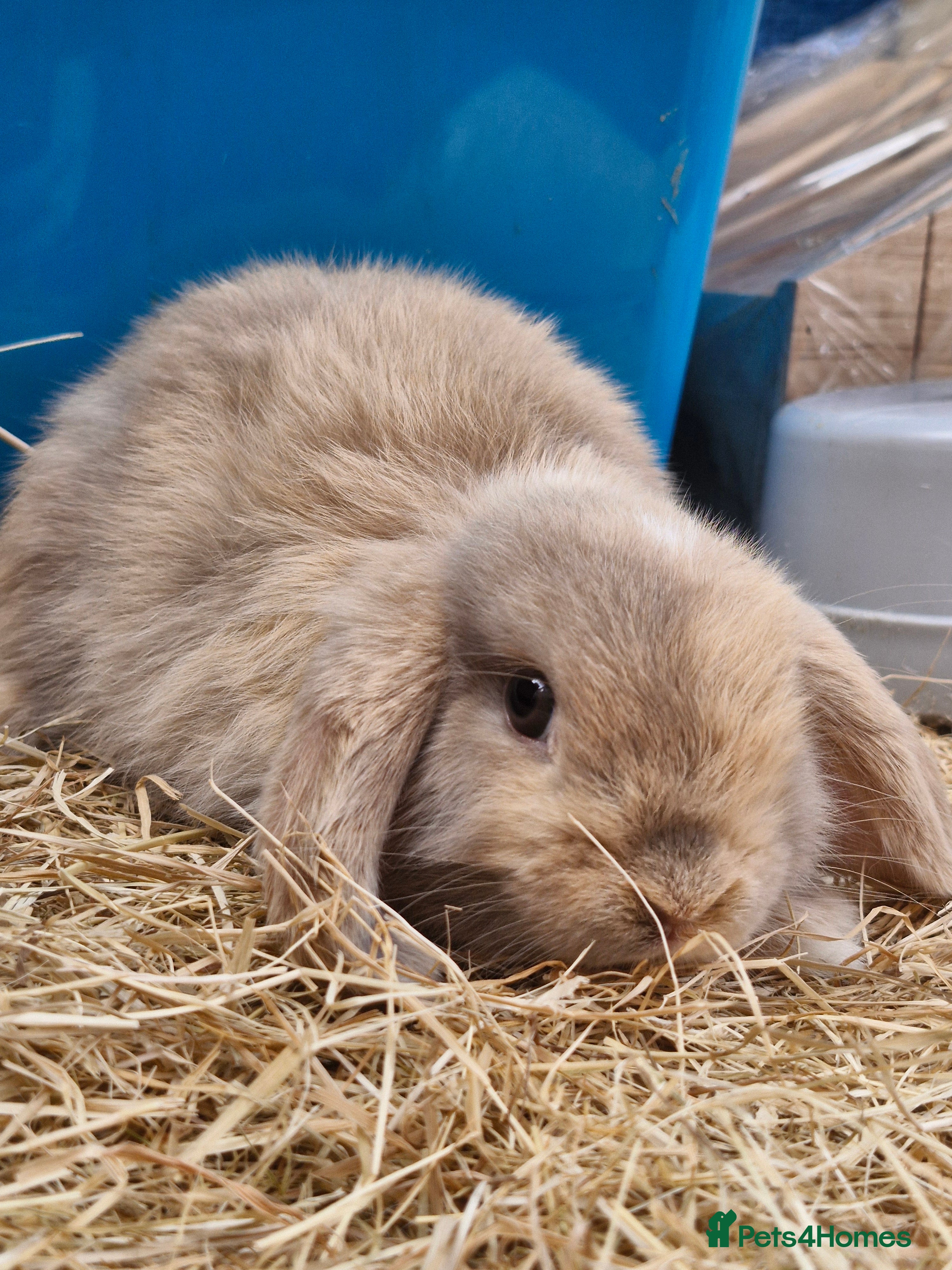 Mini Lop rabbits **beautiful mini lops** - Advert 7