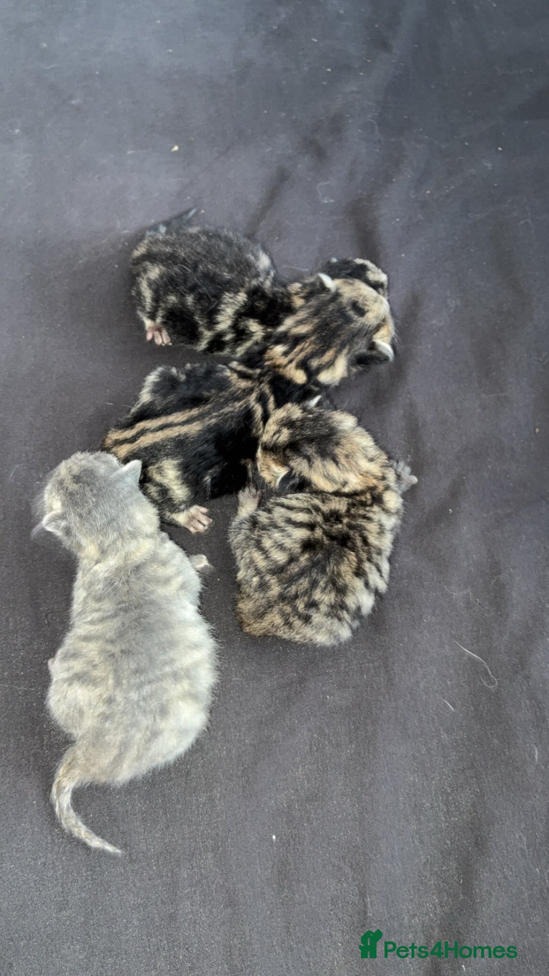 Bengal cats for sale: 4 gorgeous mixed bengal kittens  - Image 1