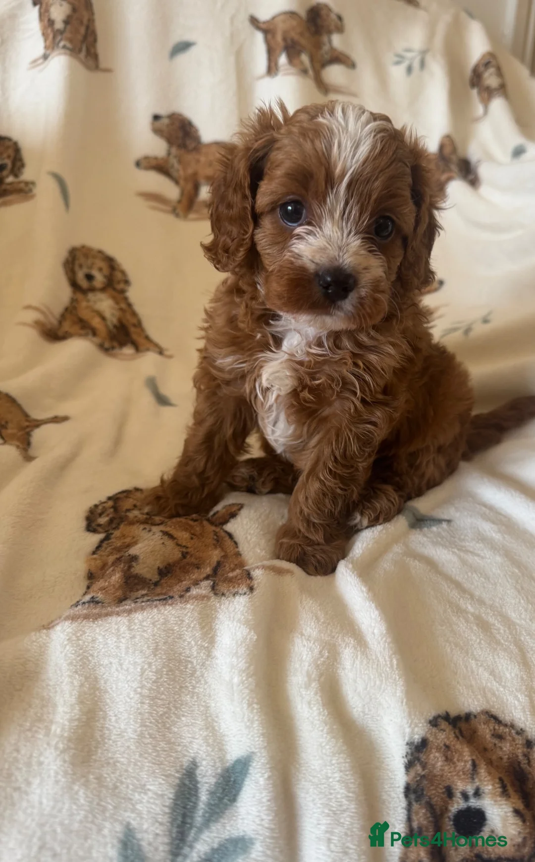 Cavapoo dogs for sale: 2 beautiful female cavapoos - Advert 26