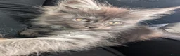 Maine Coon cats for sale: Exceptional Maine Coon Kittens for Loving Homes - Advert 16