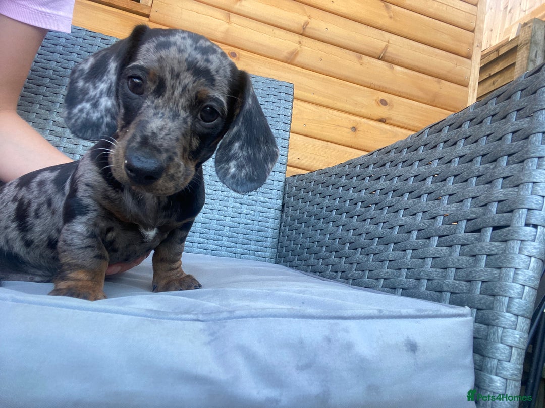 Miniature Dachshund dogs for sale: Miniature dachshunds ⭐️ 1 BOY LEFT ⭐️ - Image 3