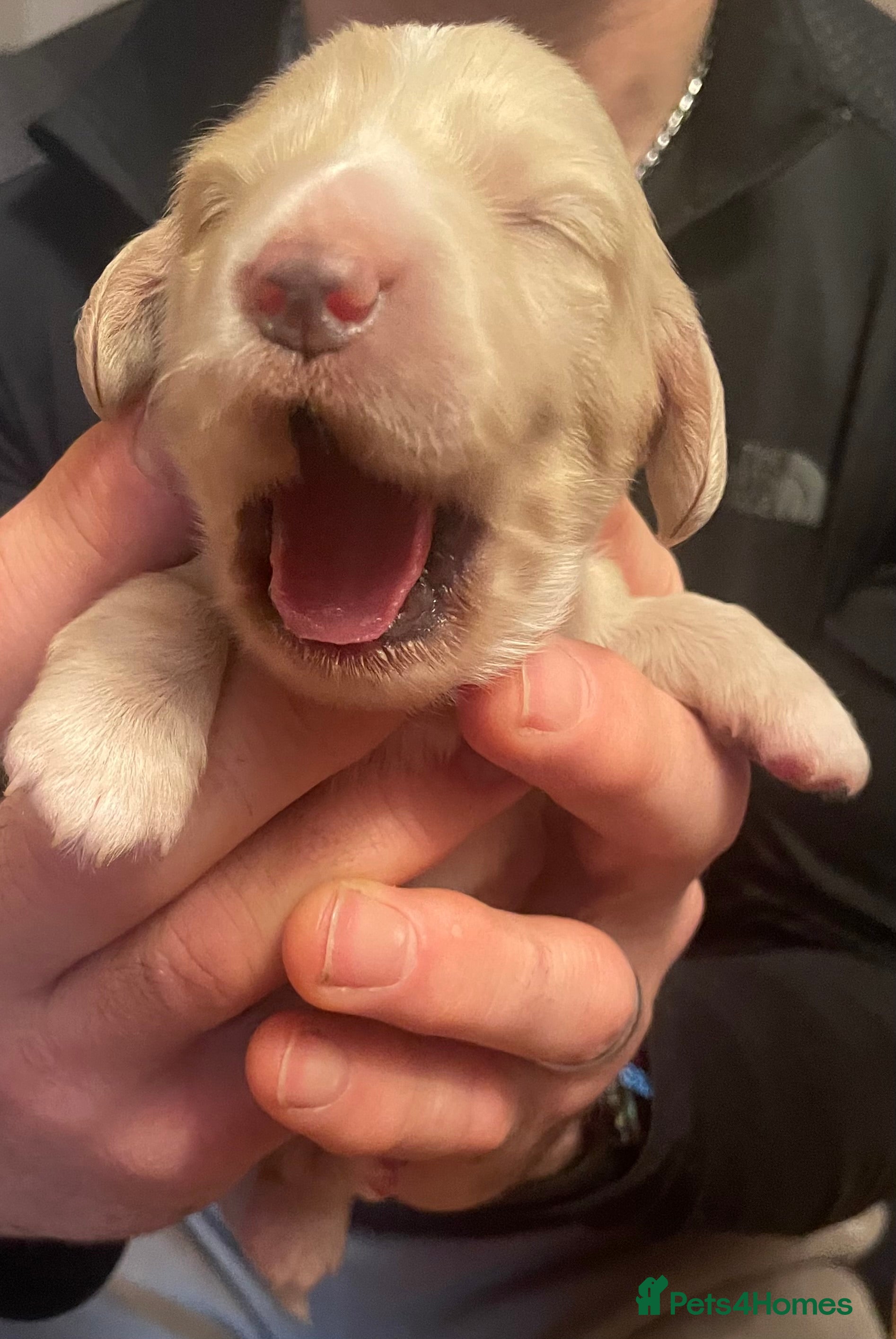 Miniature Dachshund dogs KC Miniature Long haired English Cream dachshunds  - Advert 10