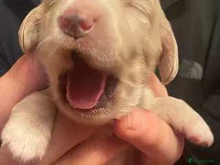 Miniature Dachshund dogs KC Miniature Long haired English Cream dachshunds - Advert 10