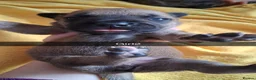 Mixed Breed dogs for sale: Cane corsa cross in Bradford - Advert 6