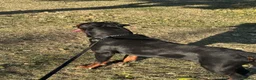 Rottweiler dogs for stud: Stunning 2-Year-Old Rottweiler Stud  - Advert 9