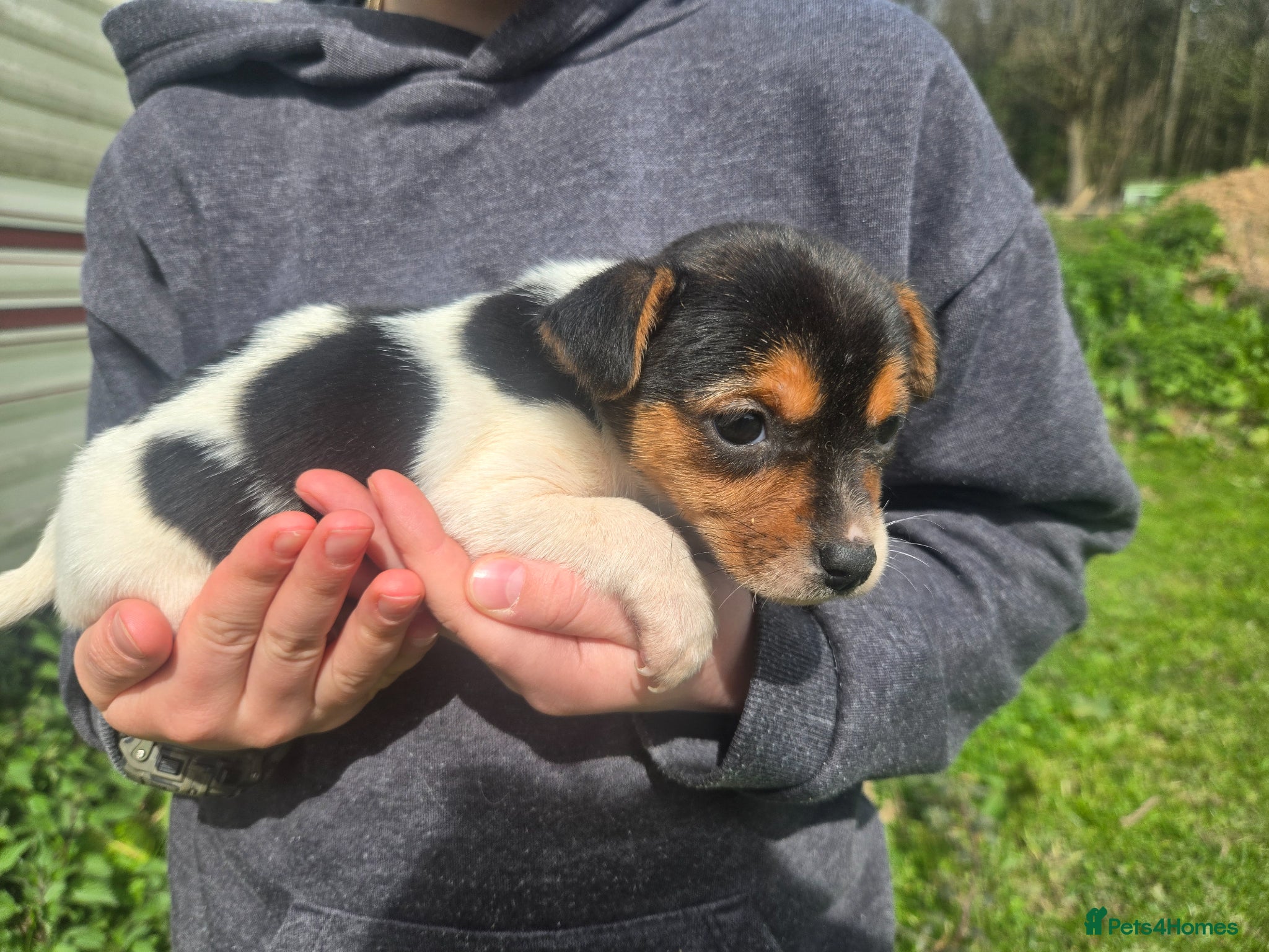 Jack Russell dogs Stunning jack russell pups - Advert 1
