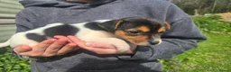 Jack Russell dogs for sale: Stunning jack russell pups - Advert 1