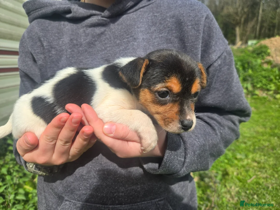 Jack Russell dogs for sale: Stunning jack russell pups - Advert 1