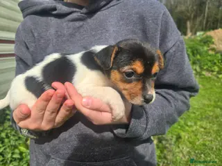Jack Russell dogs Stunning jack russell pups - Advert 1