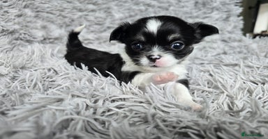 Chihuahua dogs - Advert 14