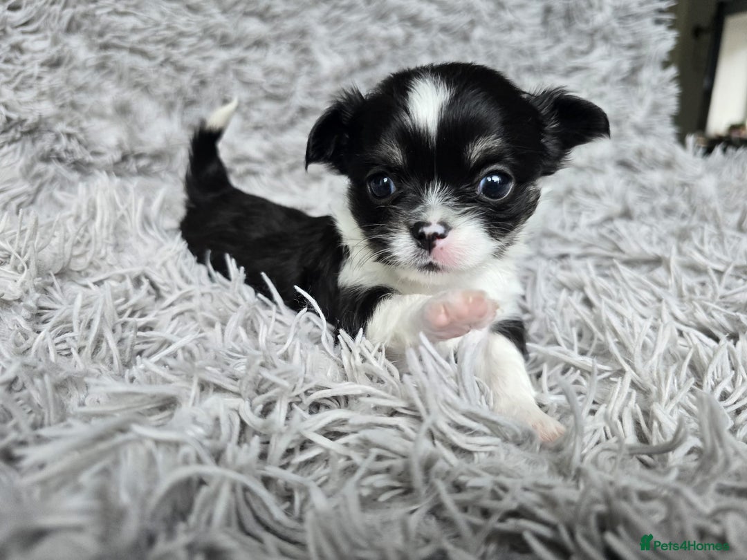 Chihuahua dogs for sale: Beautiful fluffy long haired chihuahuas - Image 3