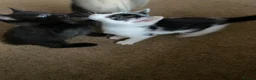 Mixed Breed cats for sale: Beautiful Kittens  - Advert 8