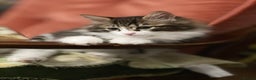 Kurilian Bobtail cats for sale: Reserved Kurilian Bobtail  kitten in spring  - Advert 1