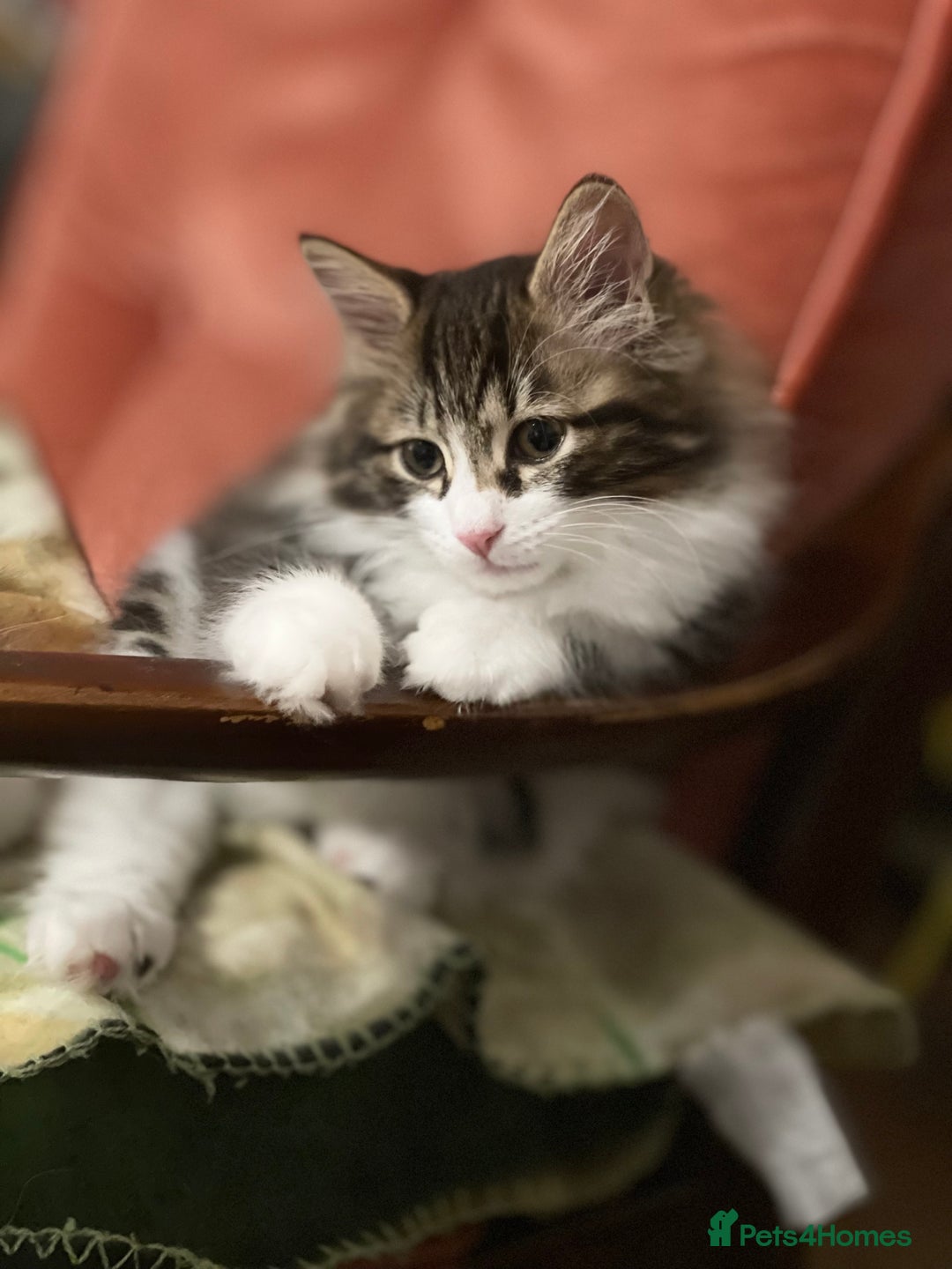 Kurilian Bobtail cats for sale: Reserved Kurilian Bobtail  kitten in spring  - Advert 1