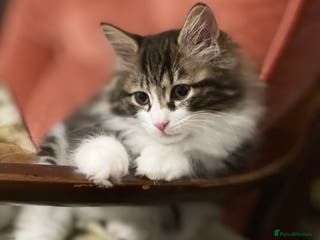 Kurilian Bobtail cats Reserved Kurilian Bobtail kitten in spring - Advert 20