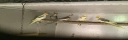 Cockatiels birds for sale: 2026 Young cockatiels  - Advert 10