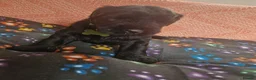 Giant Schnauzer dogs for sale: 2 male Giant schnauzer puppy's remaining  - Advert 25