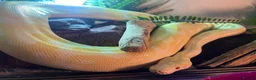 Python Snake reptiles for sale: Female 10 year old albino royal python  in Par - Advert 2