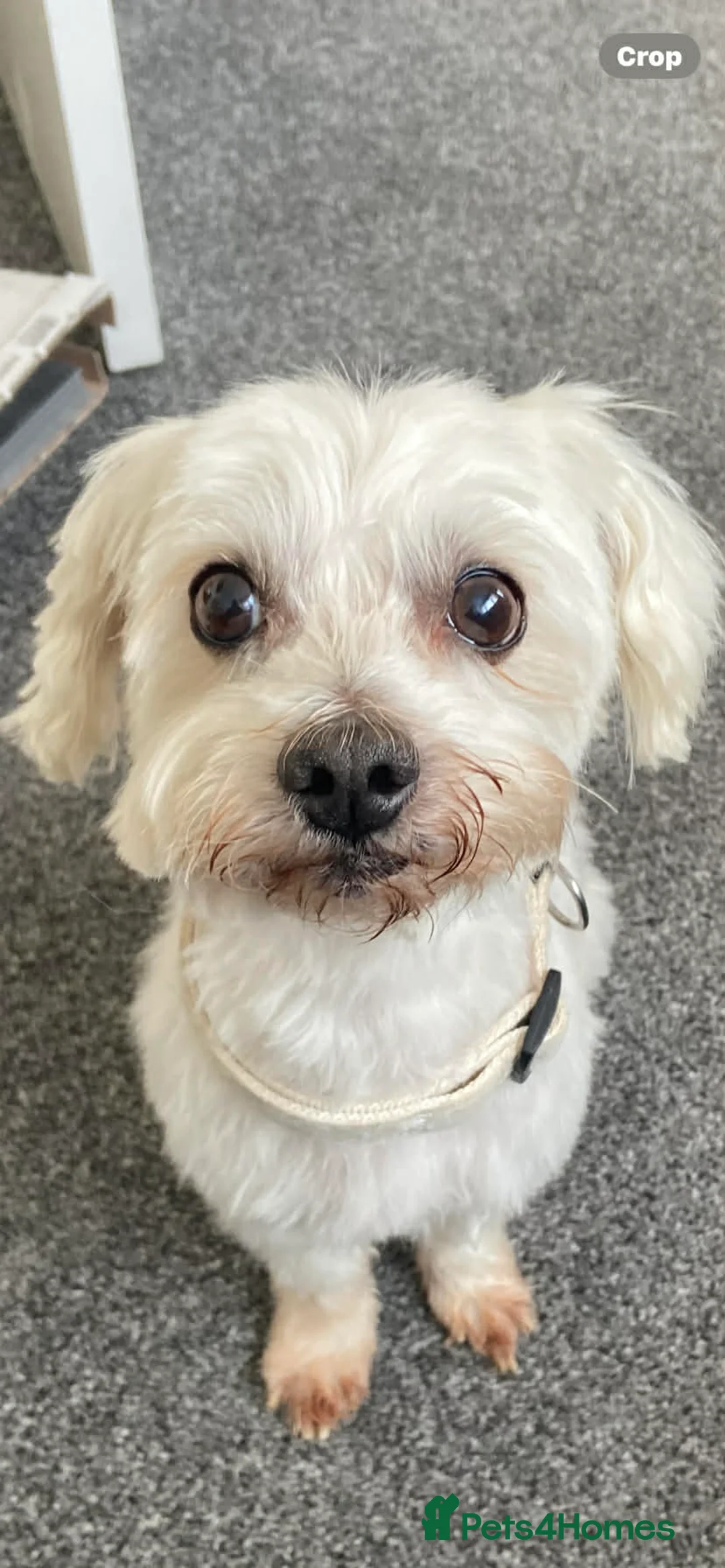 Coton De Tulear dogs for sale: Coton de tulear 14 years lively pup  in Birkenhead - Advert 1