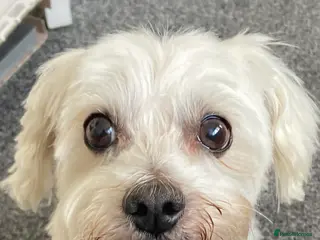 Coton De Tulear dogs Coton de tulear 14 years lively pup - Advert 5