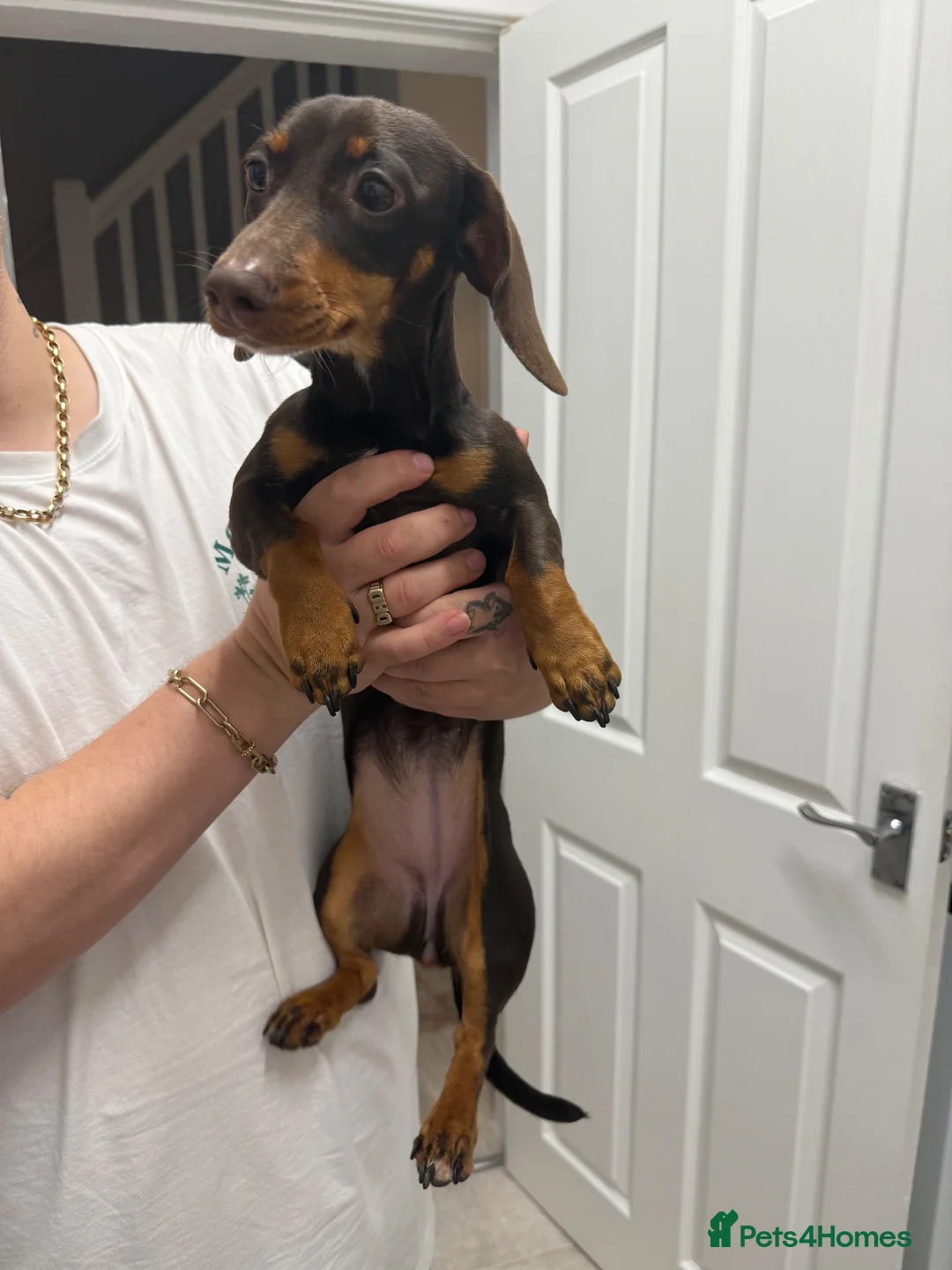 Dachshund dogs for sale: Dashound  - Advert 2