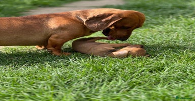 Dachshund dogs - Advert 9